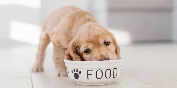 How to Choose the Right Dog Food for You and Your Dog Preventive Vet